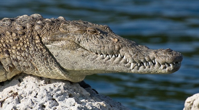 What does it mean to dream about an alligator?