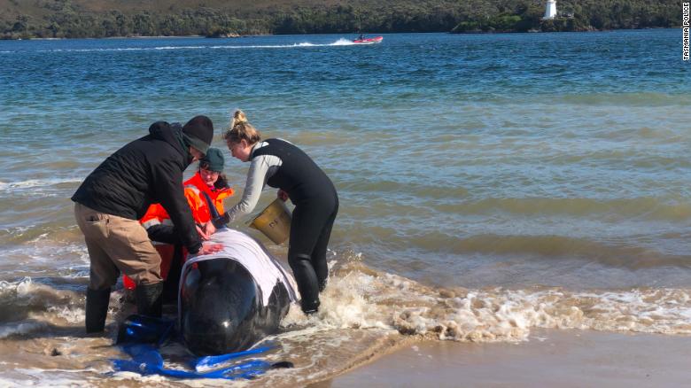 Tasmania finds another 200 pilot whales that may all be dead in mass stranding