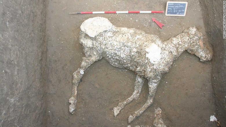 Remains of ancient horse unearthed by archaeologists at Pompeii