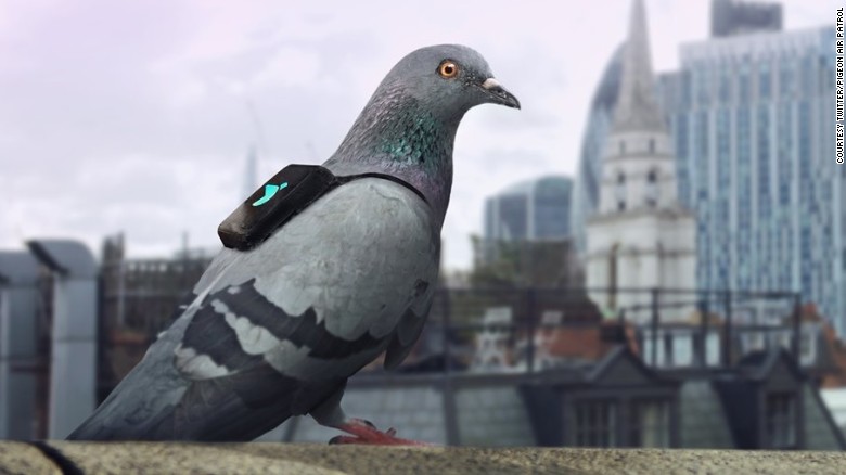 Pigeon Air Patrol to the rescue! Birds with backpacks track air pollution