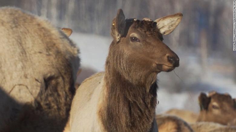 Russians soak up the power of Siberian red deer blood