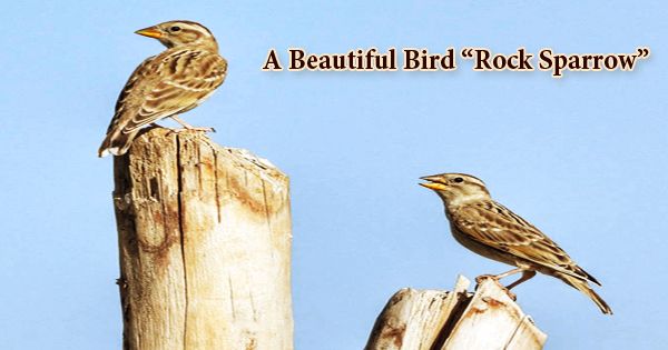 A Beautiful Bird “Rock Sparrow”- Zoefact
