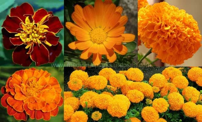 The Many Uses of Marigold Flower